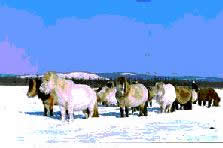 YAKUT\
